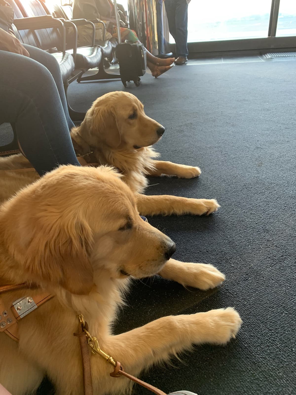 A close-up of two golden retrievers in harness who patiently lie under the seats of their handlers at the airport gate.