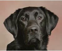 A close up photo of Milo, a black Lab Seeing Eye dog.