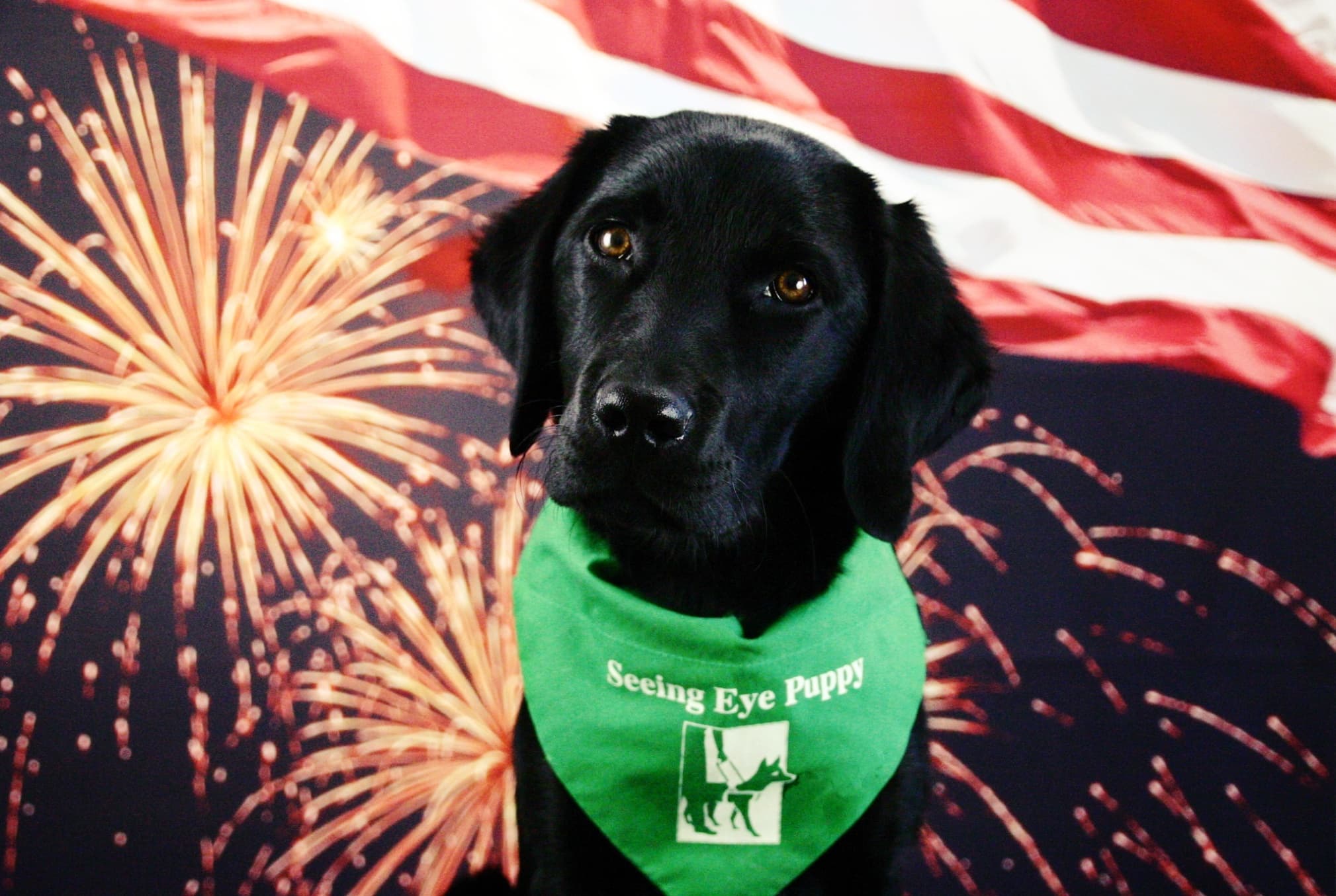 A black Lab wearing a Seeing Eye puppy bandana tilts her head slightly in front of a navy-blue background with fireworks and a blowing American flag design on it.