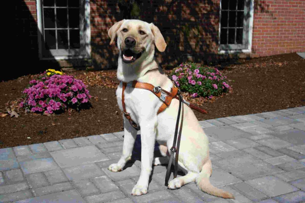 A yellow Lab wearing a leather Seeing Eye harness sits on a sidewalk.