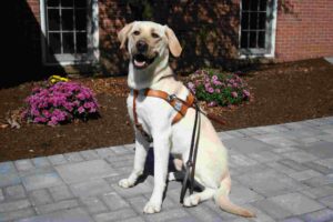 A yellow Lab wearing a leather Seeing Eye harness sits on the paving stones in front of The Seeing Eye's main house.