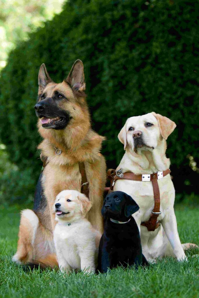 8-week-old golden and black lab pups sit before adult shepherd and yellow lab in harnesses.