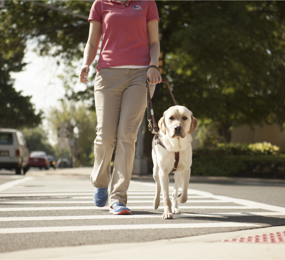 A yellow Labrador/golden retriever, in harness, walks with a woman on a suburban sidewalk.