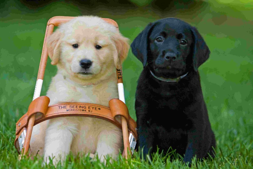 8-week-old golden retreiver and black lab pups pose with leather harness.