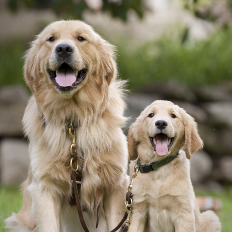 An adult golden retriever, in harness, sits next to a golden retriever puppy.