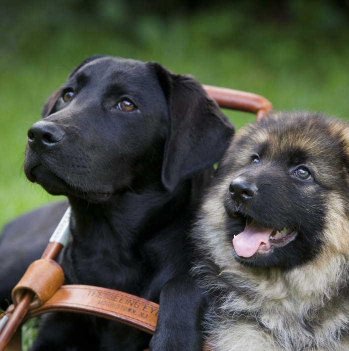 An adult black Labrador retriever, in harness, sitting next to a German shepherd puppy.