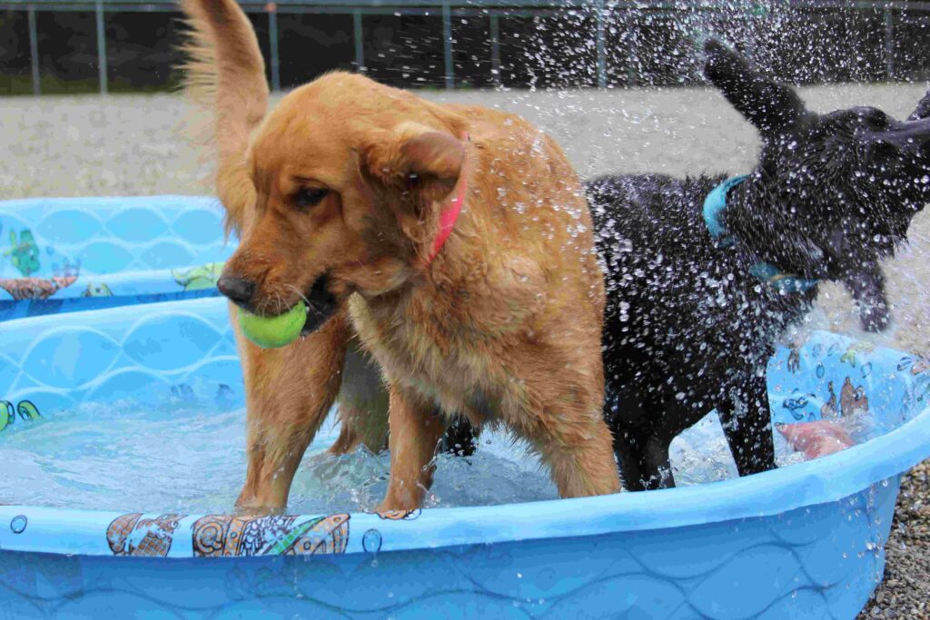 A golden retriever and black Lab play in a water-filled kiddie pool with toys.