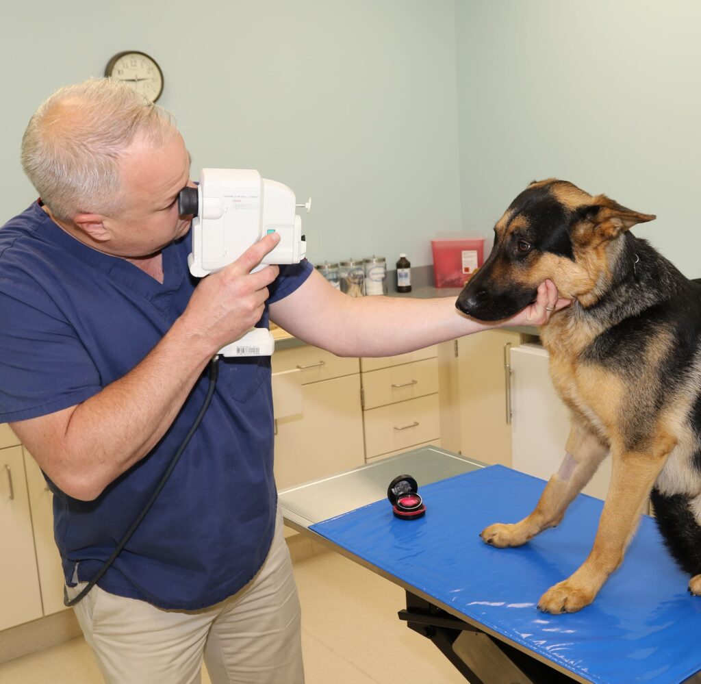 Dr. Quigley examines the eyes of a German shepherd in the clinic.