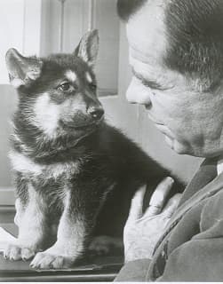 A black and white photograph shows John L. Weagley admiring a German shepherd puppy.