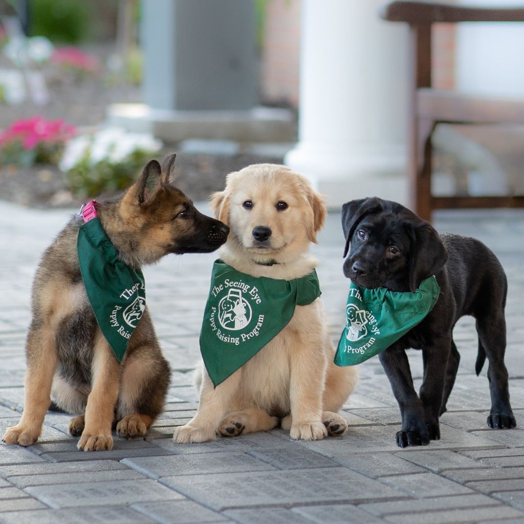 8-week-old shepherd, golden and black Lab pups pose on the pavers outside the main entrance.