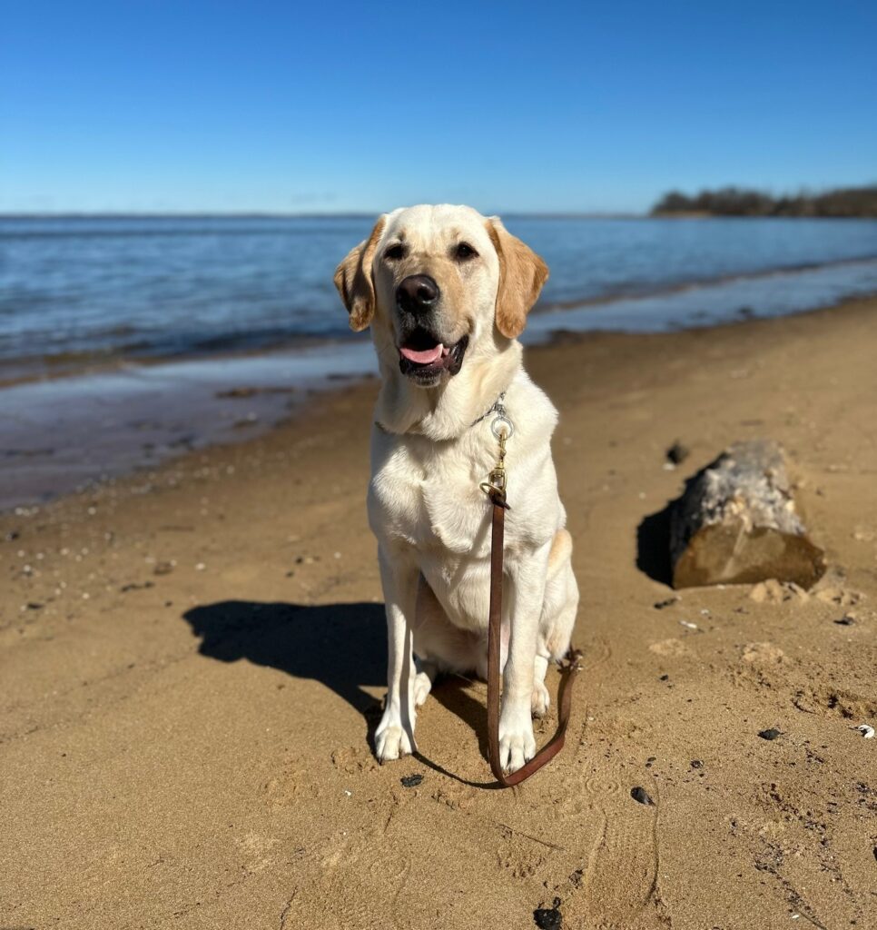 A leashed yellow Lab Seeing Eye dog smiles while sitting in the sand beside the calm ocean water, under a clear, blue sky.