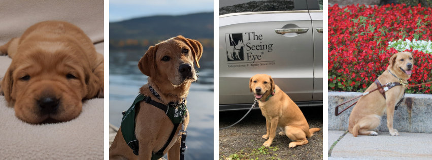 Four photos showing the same yellow Lab from a few weeks old up until she is in harness.