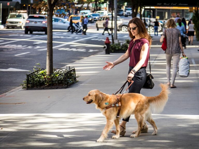 A Seeing Eye graduate being guided on a city street by a golden retriever.