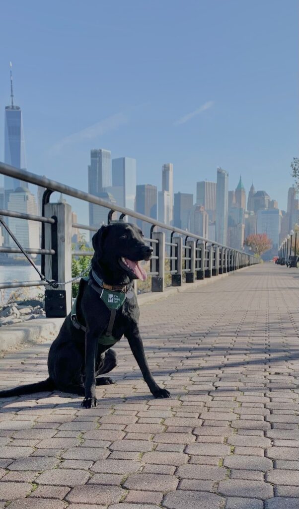 A black Labrador retriever puppy in a green Seeing Eye Puppy Raising Program vest sits on a paved walkway with the New York City skyline in the distant background.