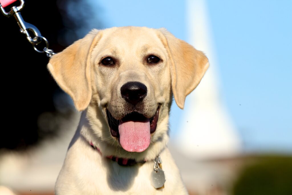 A young yellow Labrador retriever puppy with her tongue hanging out.