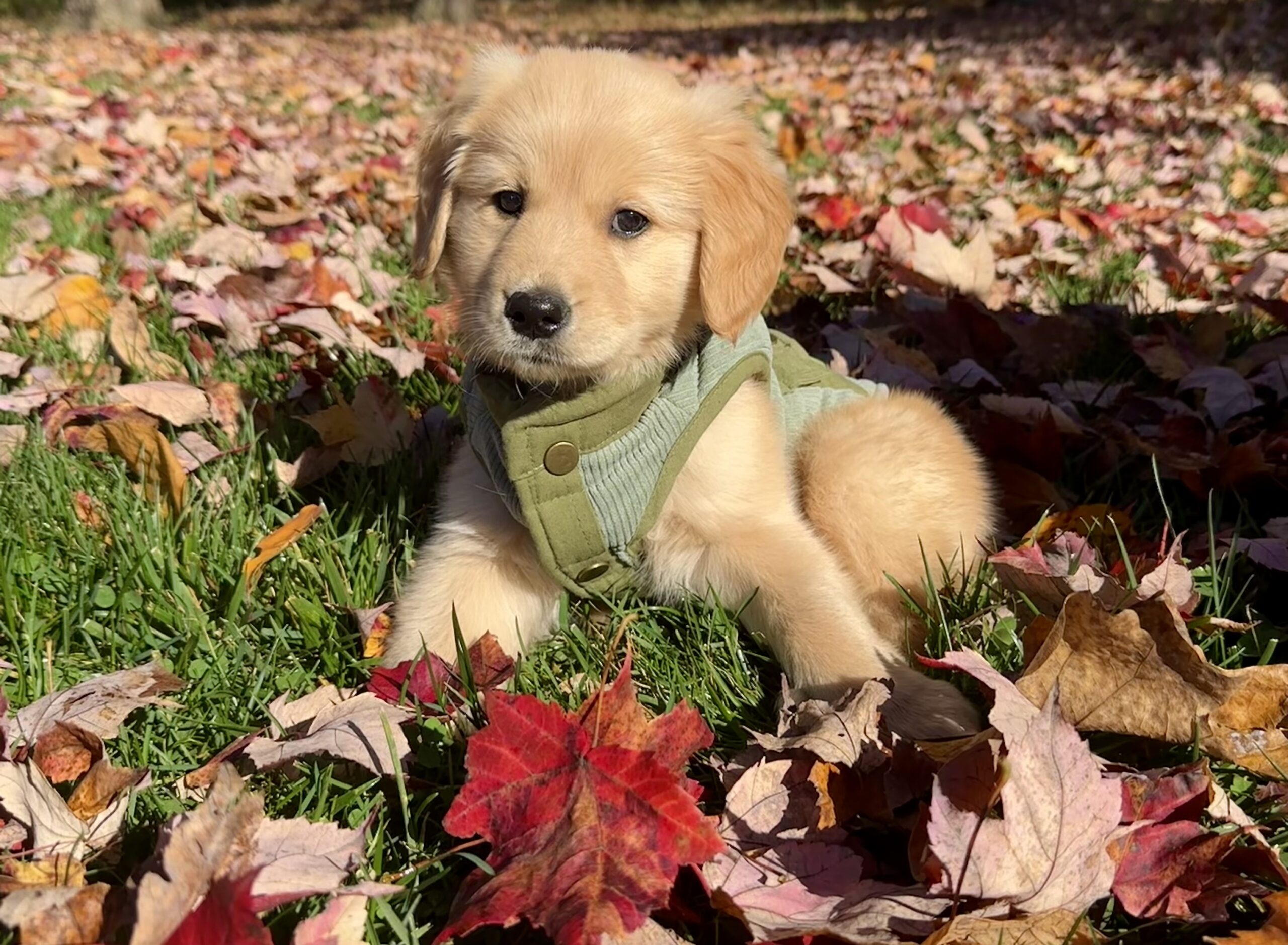 A small golden retriever puppy on a lawn covered in fall leaves.