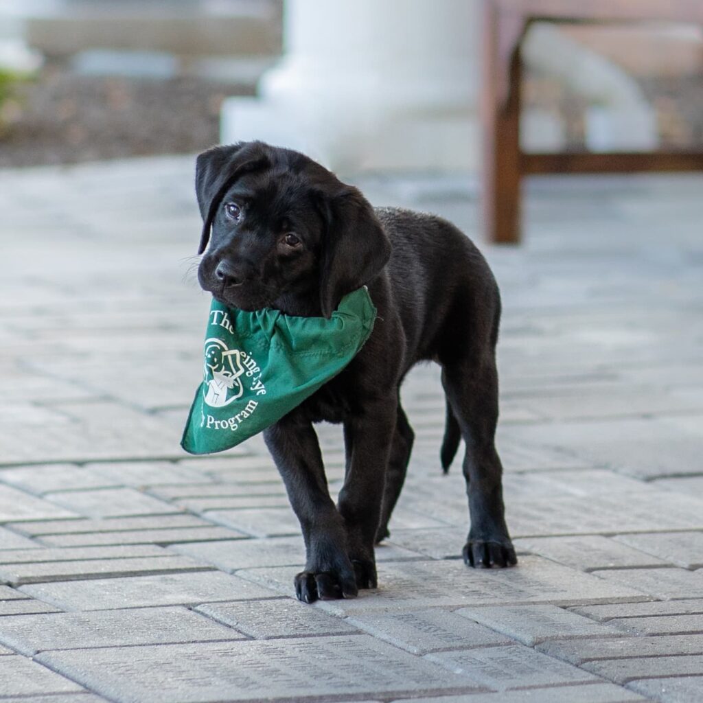 A black Lab wearing a Seeing Eye puppy raising program bandana tilts her head as she walks forward on a grey brick walkway.