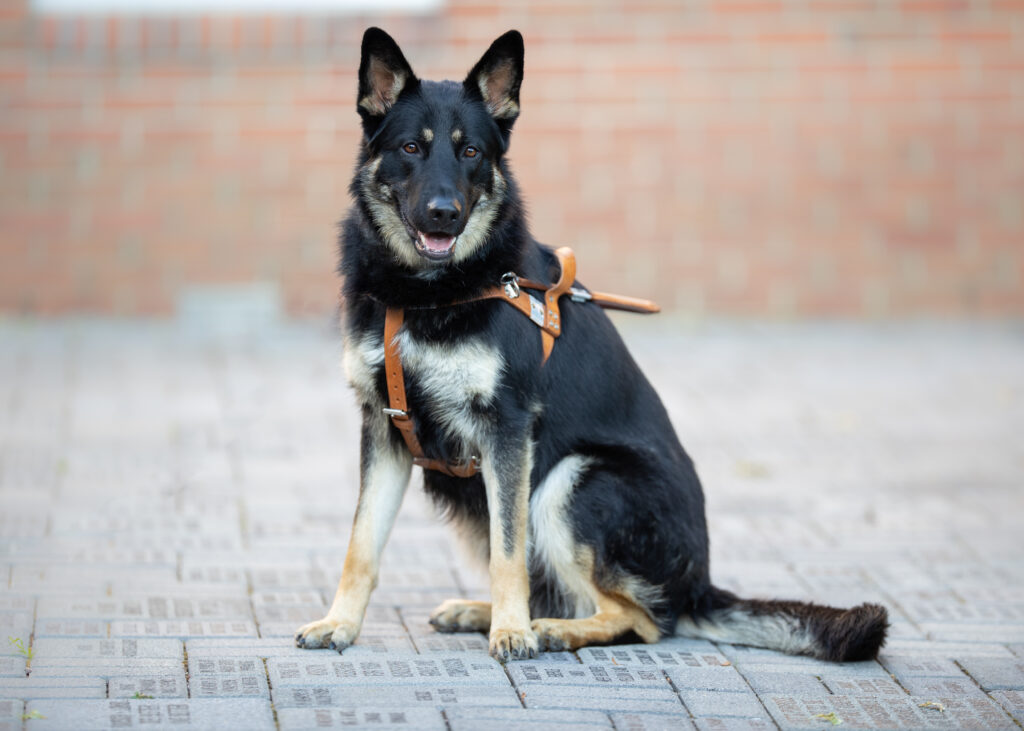 A German Shepherd, in harness.