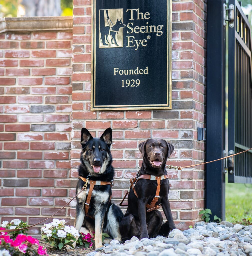 A German shepherd and a chocolate Labrador retriever, each in harness, sit in front of a brass plaque reading 'The Seeing Eye'.