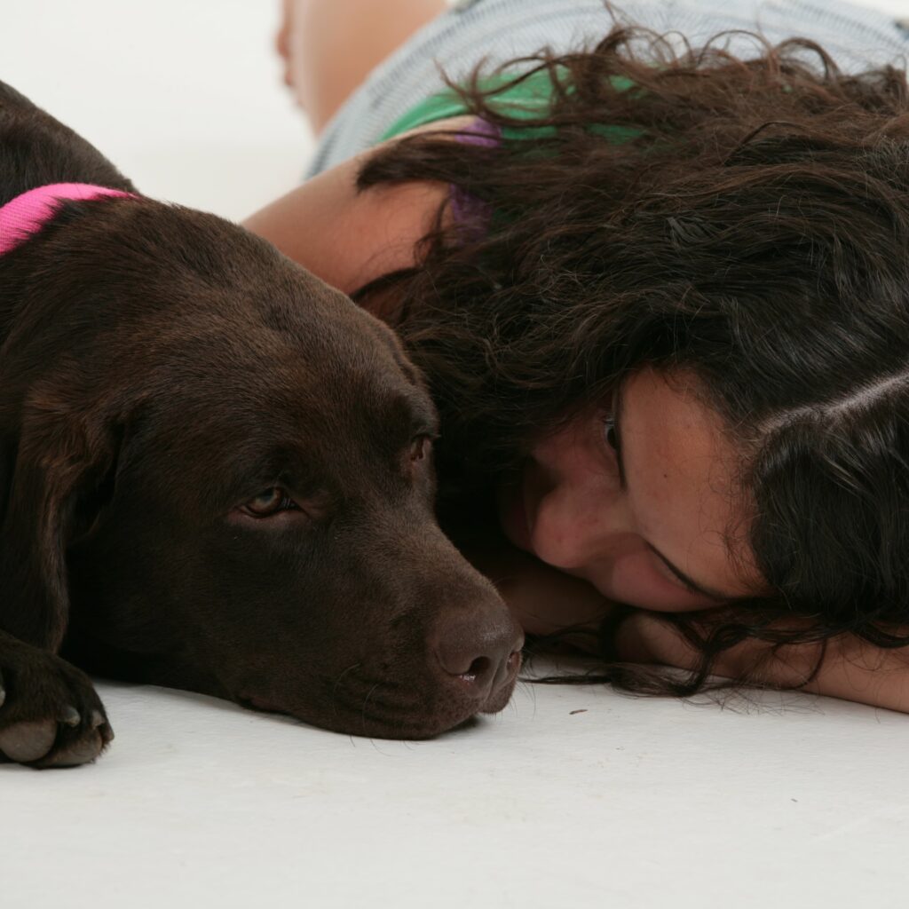 A young puppy raiser lies on the floor to stare into the eyes of a chocolate Labrador retriever puppy.