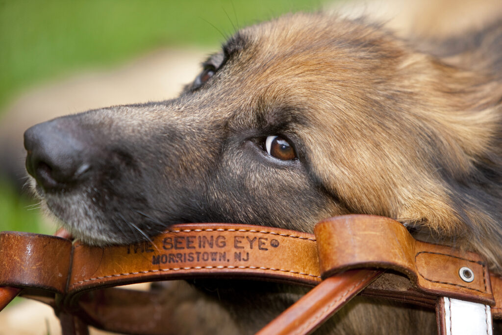 A close-up of a German shepherd looking over a harness that is stamped 'The Seeing Eye, Morristown N.J.'