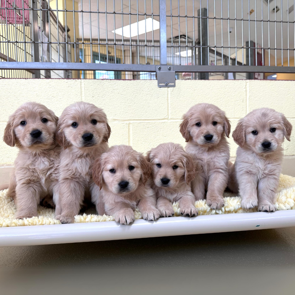 Six six-week-old golden retriever siblings sit and lie together on the same raised bed covered in plush bedding in their suite in the breeding center.