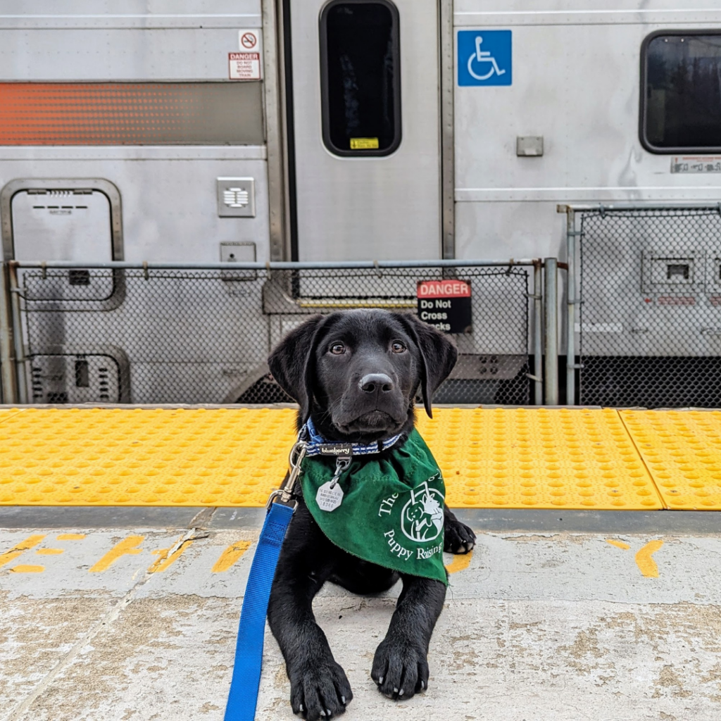 A leashed black Lab/golden retriever cross wearing a Seeing Eye puppy raising program bandana lies on the train platform ahead of the yellow rumble strip with an NJ Transit train on the opposite track behind him.