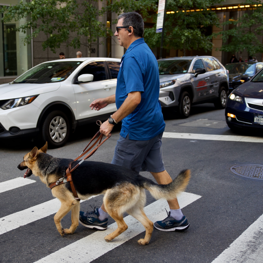 a Seeing Eye instructor working with a German shepherd Seeing Eye dog through a busy sidewalk crossing.