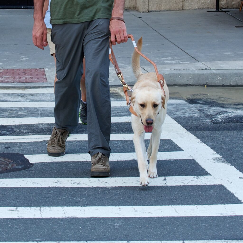 A Seeing Eye graduate is guided across a street by his Seeing Eye dog, a yellow Labrador/golden retriever cross.