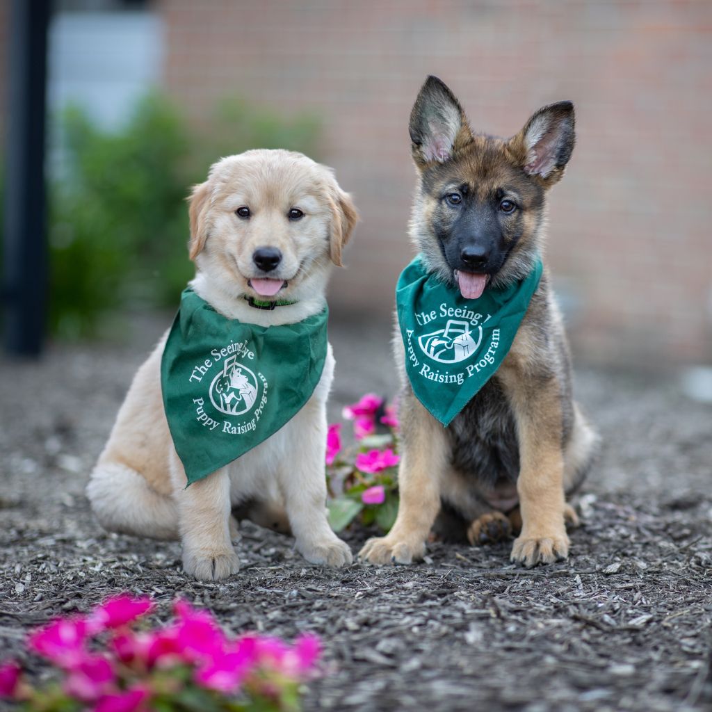 8-week-old golden retriever and shepherd puppy sitting in mulch wearing puppy raising bandanas.