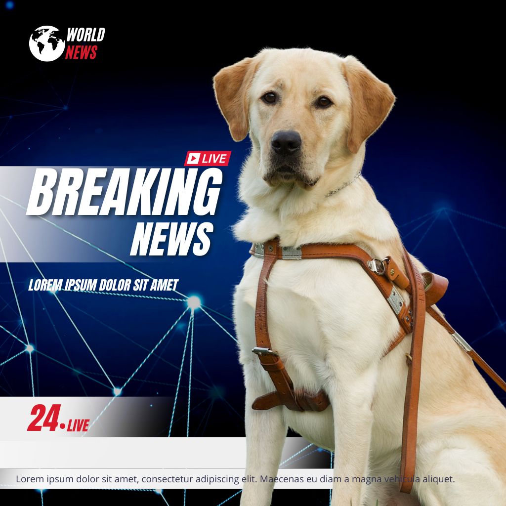 Yellow lab wearing leather harness with a breaking news background