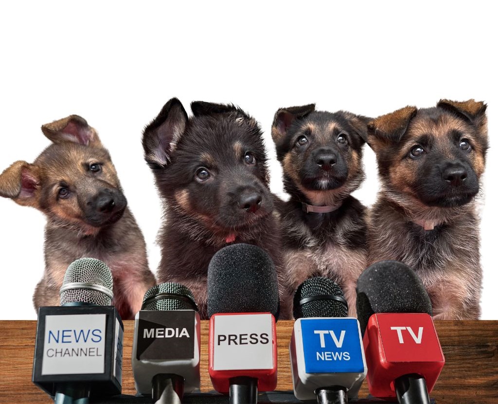 four 6-week-old German shepherd puppies behind a photoshopped image of microphones of tv station reporters.