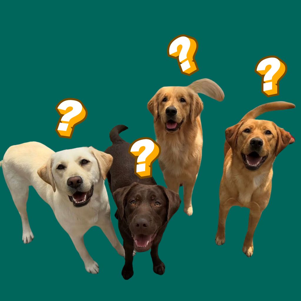 Three yellow Labs and a golden stand around with yellow question marks hovering over their heads.