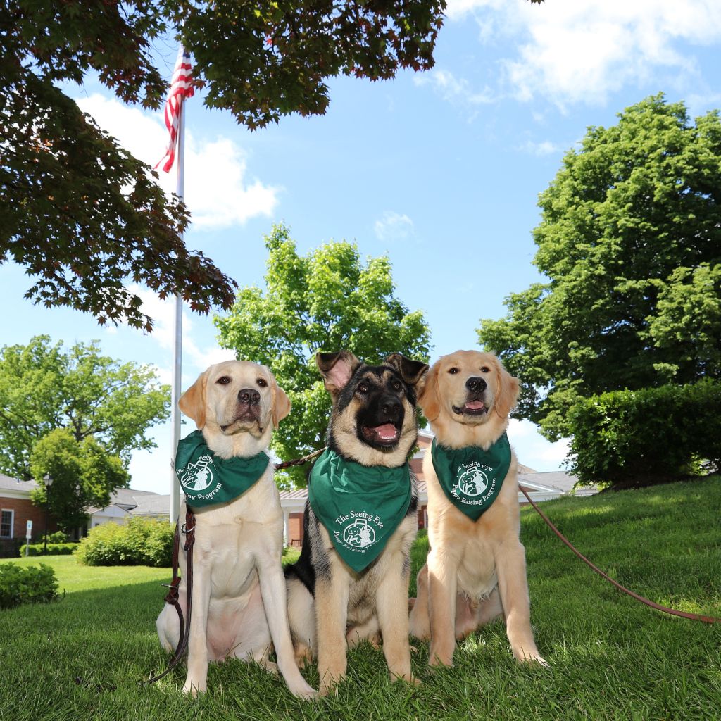 Young yellow Lab, shepherd and golden pups seated beneath the flag pole on campus.