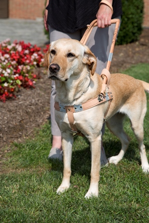 A yellow Labrador retriever, in harness, with a guide dog handler holding the handle.