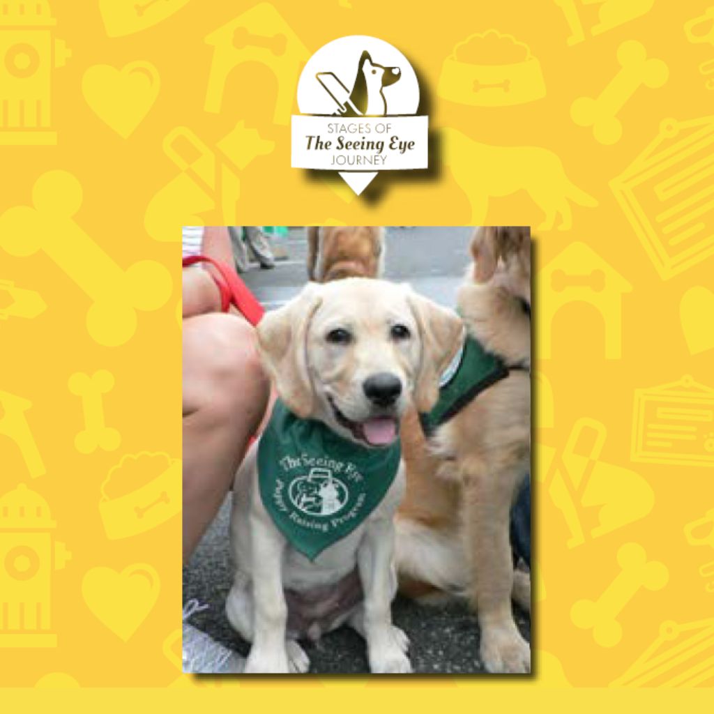 A yellow Lab puppy wearing a puppy raising bandana.