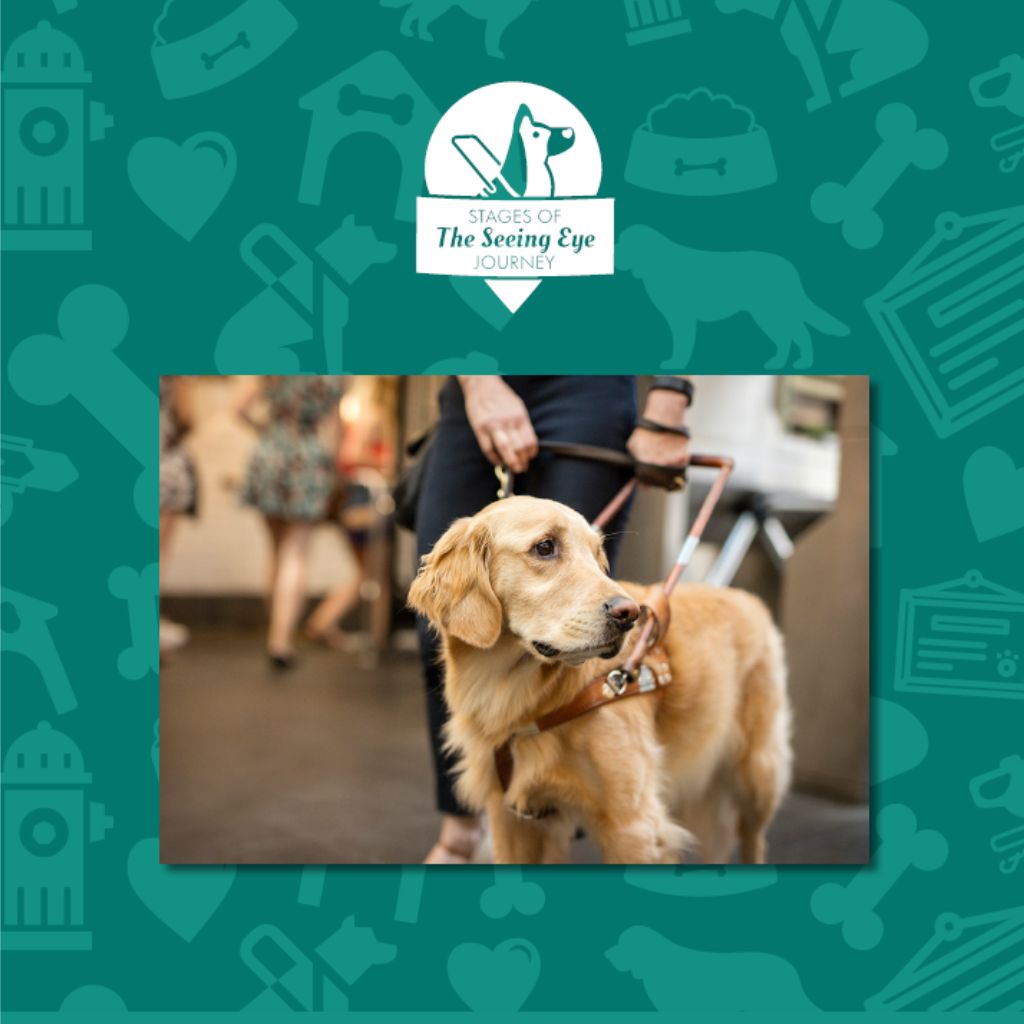 A golden retriever wearing a Seeing Eye harness, guides his handler.