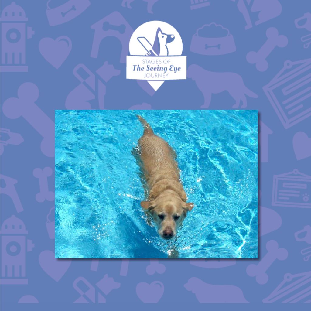 A yellow Lab/golden cross swims in a pool in retirement.