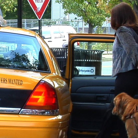 A Seeing Eye graduate with a golden retriever gets into a taxi cab.