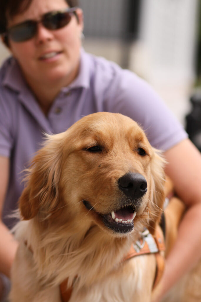 A woman smiles as she pets a golden retriever in harness.