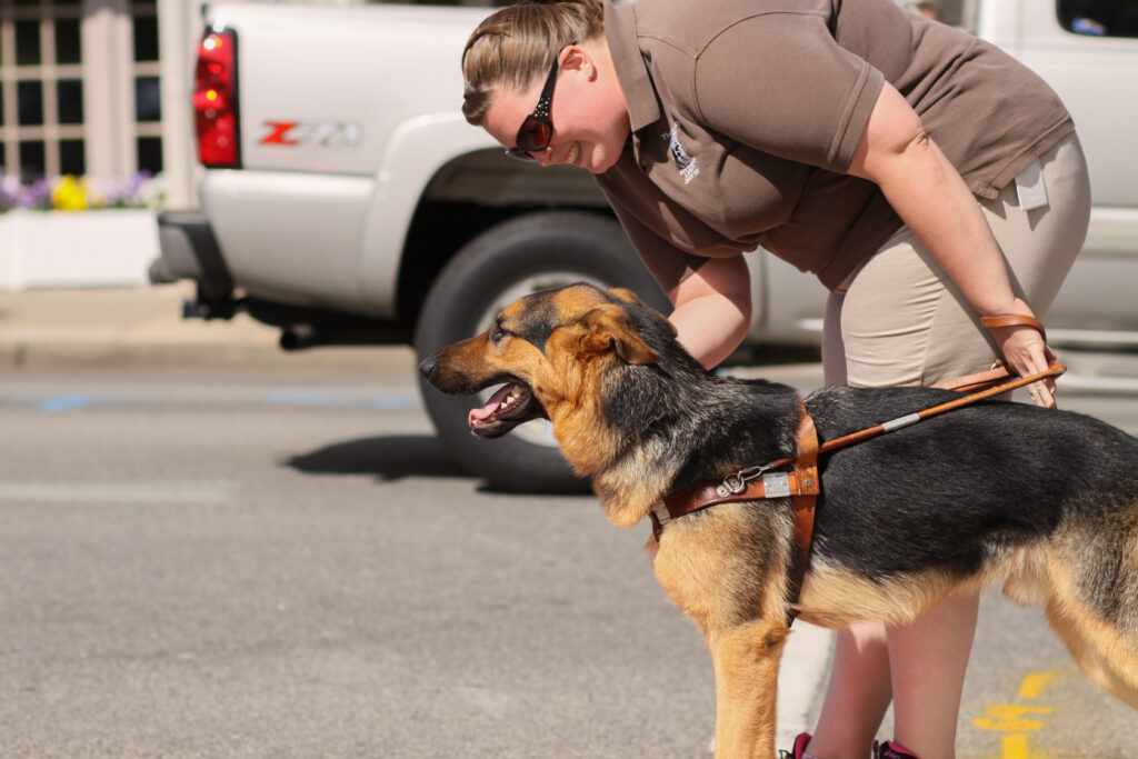 A woman bends over to praise a German shepherd, in harness.