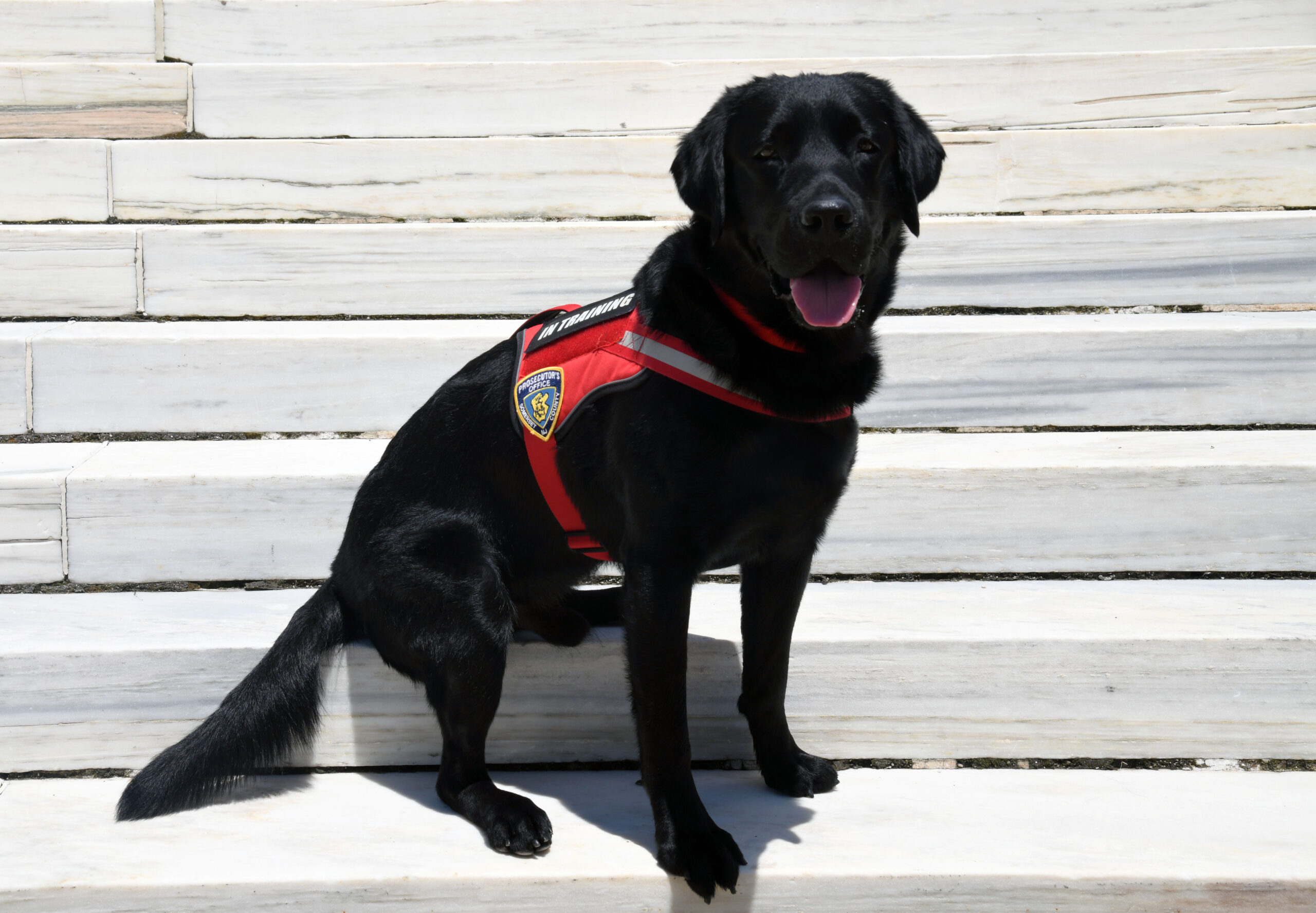 Liam, a two-and-a-half-year-old black Labrador/golden retriever cross, wears a red vest with two patches: one reads “In Training,” and the other is a Somerset County, NJ Prosecutor’s Office badge.