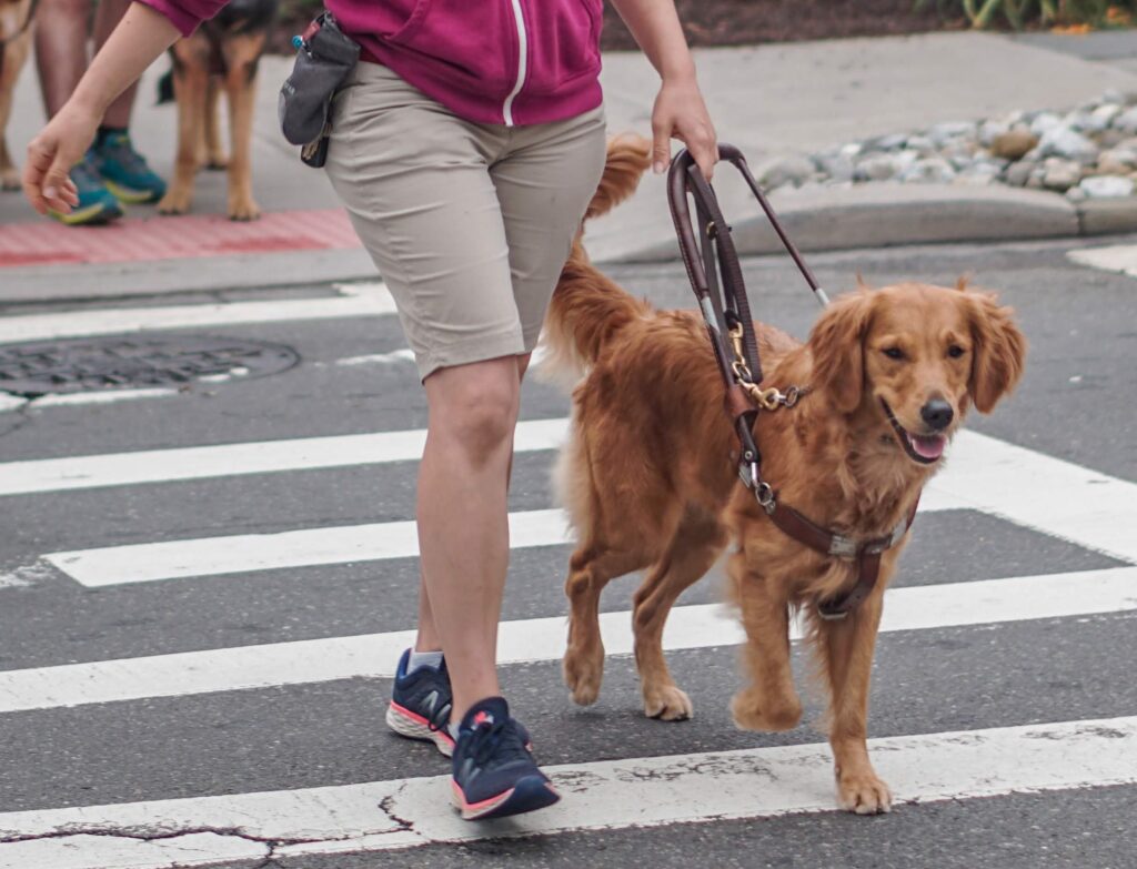 A woman walks a golden retriever, in harness, across a street.