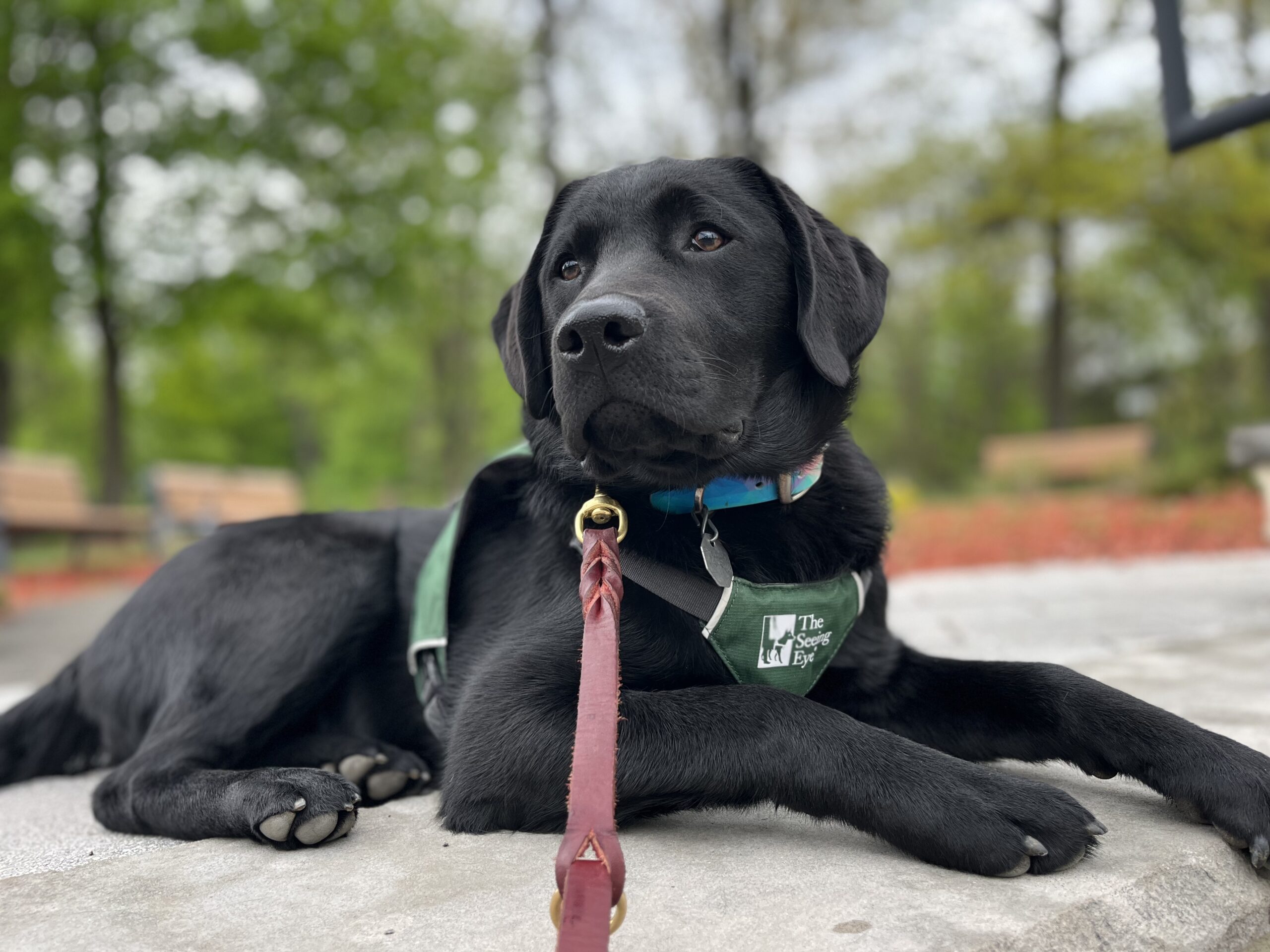 Puppy Development Resources | Support for Puppy Raisers