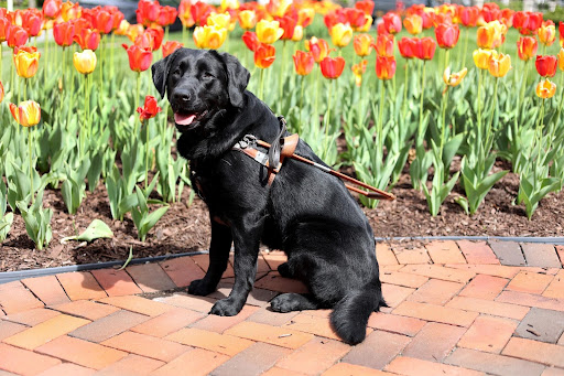 A black Lab Seeing Eye dog in harness smiles as he sits before a garden of bloomed tulips.