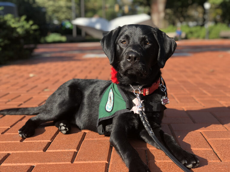 Panda, a seven-month-old black Labrador retriever, lies on a red brick path. She wears a green Seeing Eye puppy vest and a floral collar adorned with a red flower. The sun shines, highlighting Panda's gorgeous brown eyes and brightening the green bushes and trees behind her.