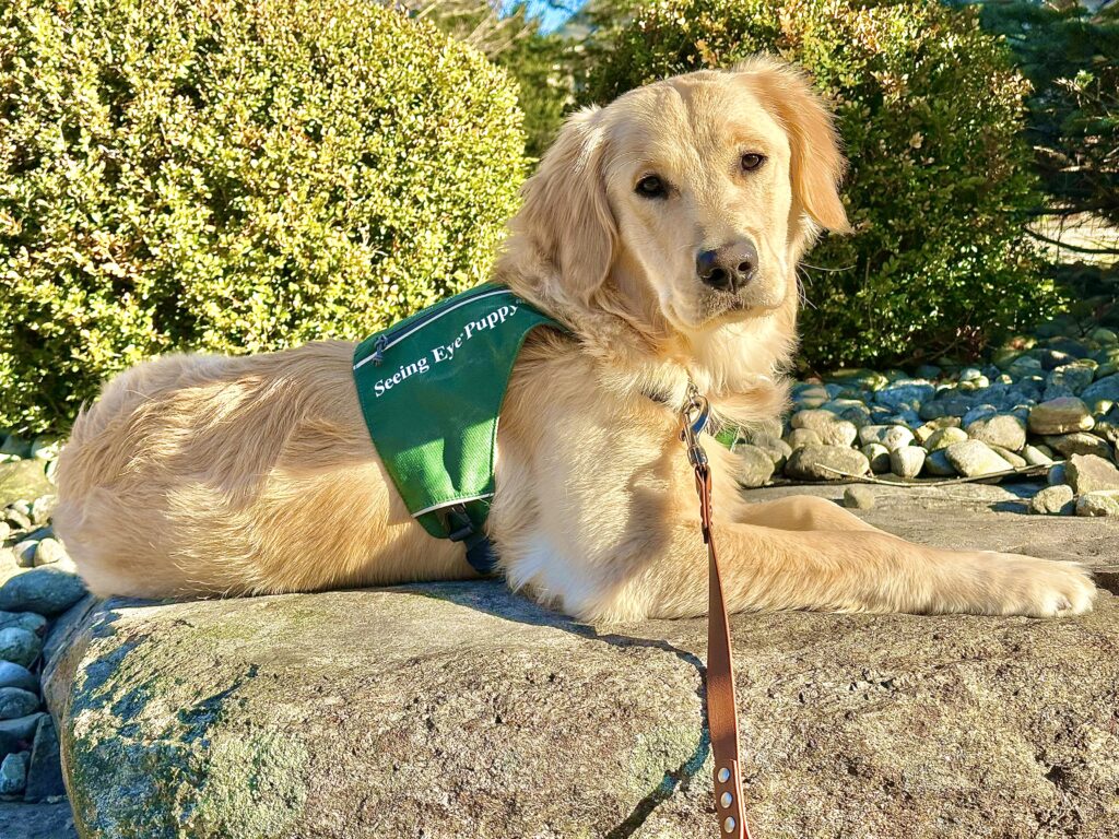 A golden retriever wearing a green Seeing Eye Puppy Raising Program vest.