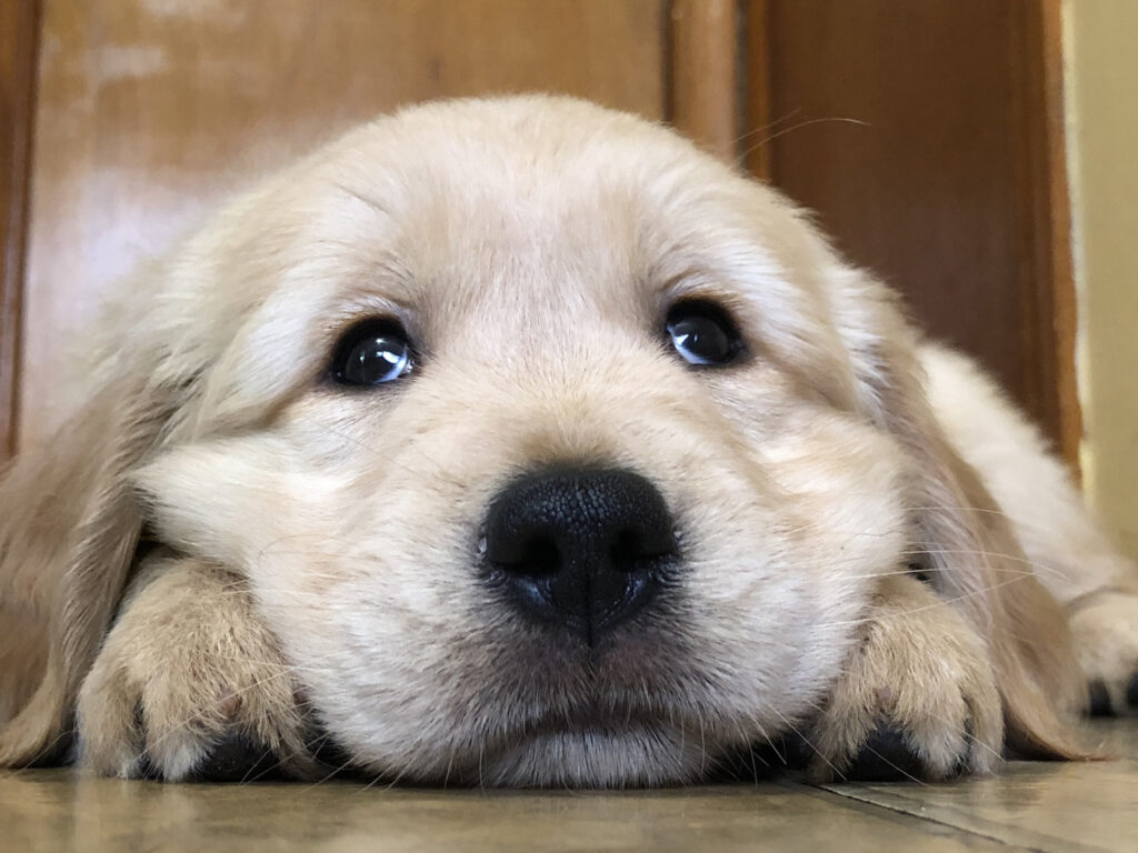 A close-up of a golden retriever lying on the floor.