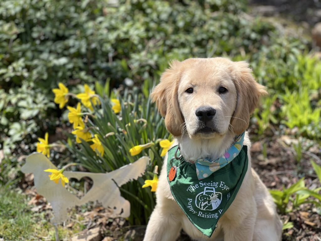 A golden retriever wearing a green Seeing Eye Puppy Raising Program bandana, sitting in a garden.