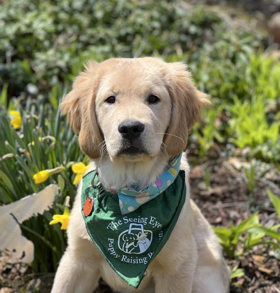 A golden retriever puppy wearing a green Seeing Eye Puppy Raising program bandana, sitting in a garden.